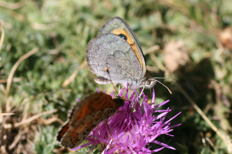 Erebia rondoui: Bild 2