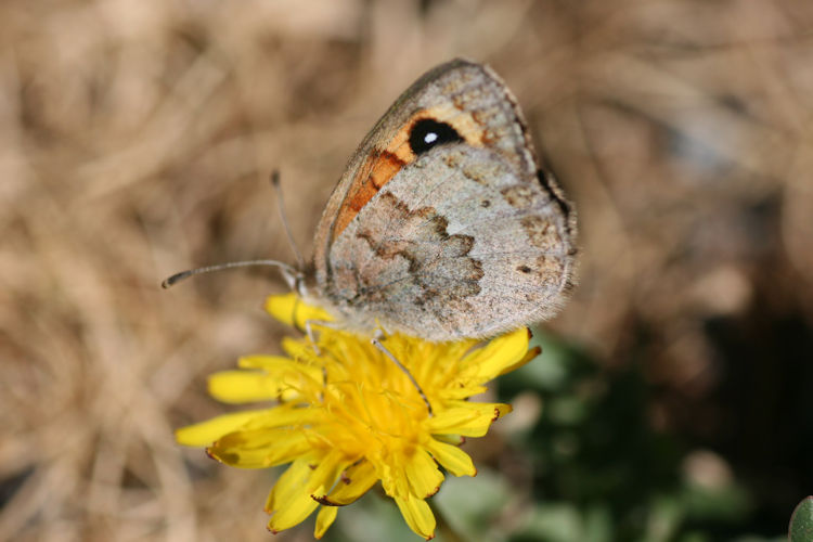 Erebia rondoui: Bild 3