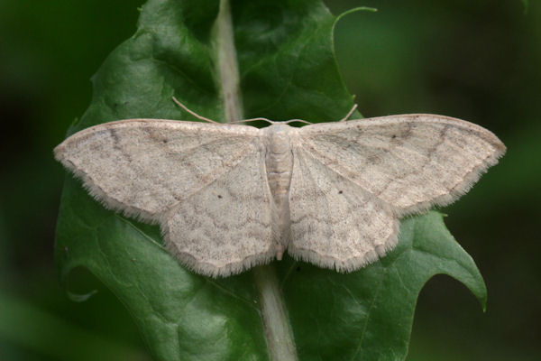 Idaea straminata: Bild 9