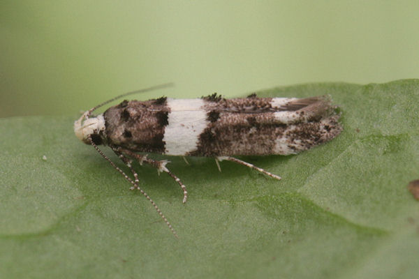 Recurvaria leucatella: Bild 1