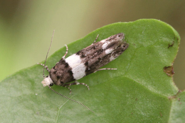 Recurvaria leucatella: Bild 2