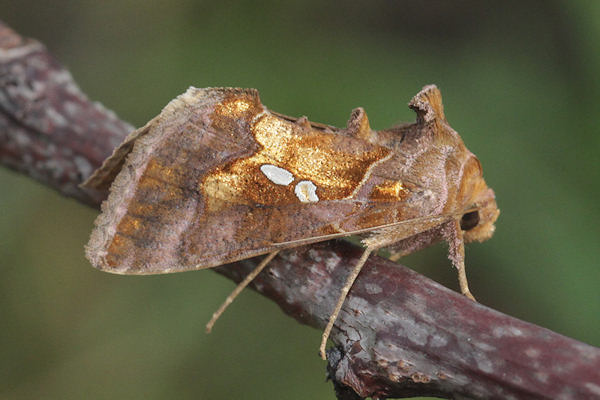 Chrysodeixis chalcites: Bild 1