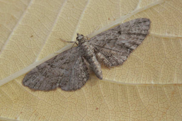 Eupithecia ericeata: Bild 6