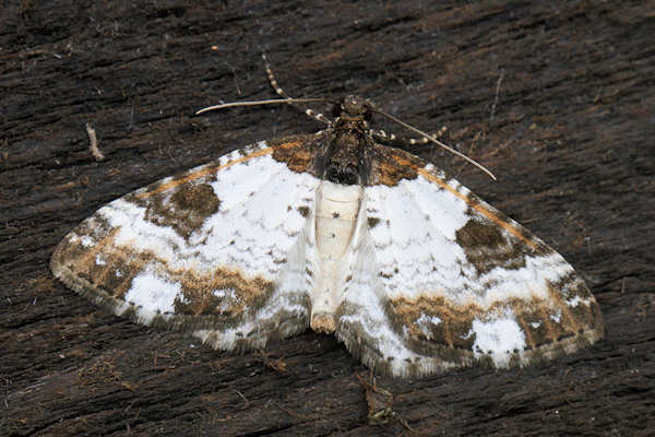 Melanthia procellata: Bild 10