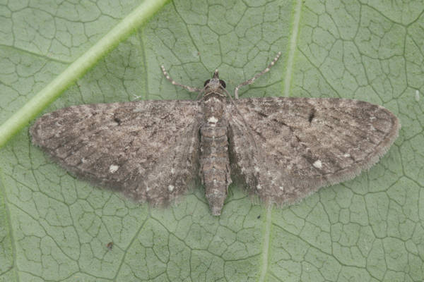 Eupithecia tripunctaria: Bild 6