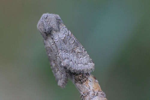Aporophyla lutulenta: Bild 1