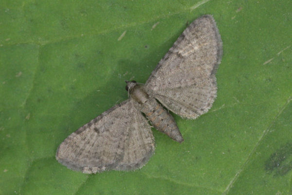Eupithecia selinata: Bild 3
