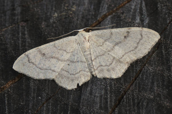 Idaea aversata: Bild 31