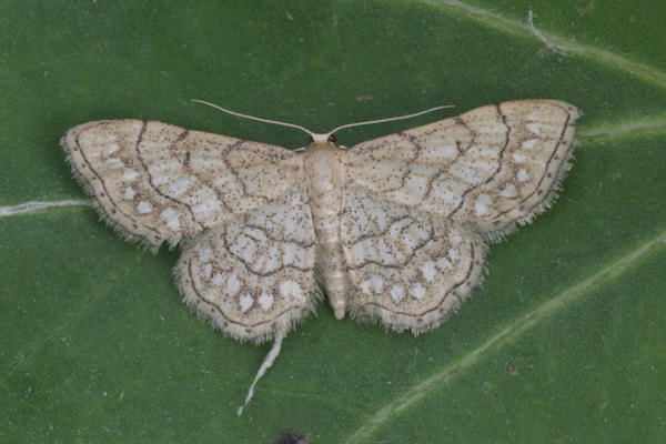 Idaea moniliata: Bild 3