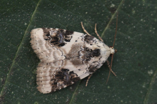 Pseudeustrotia candidula: Bild 2