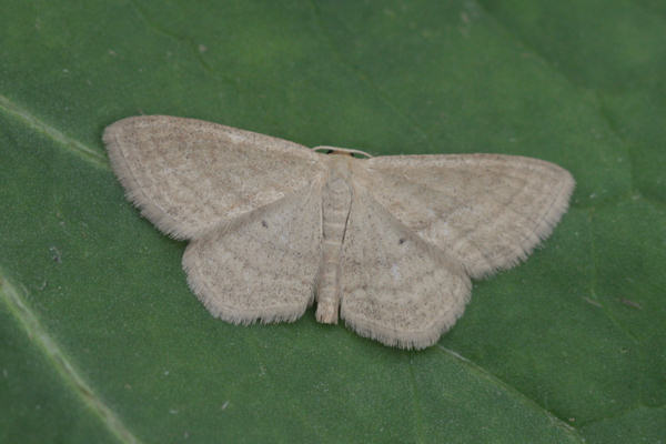 Scopula virgulata: Bild 5