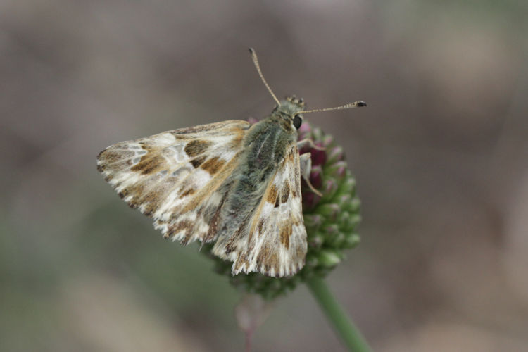 Muschampia lavatherae: Bild 16