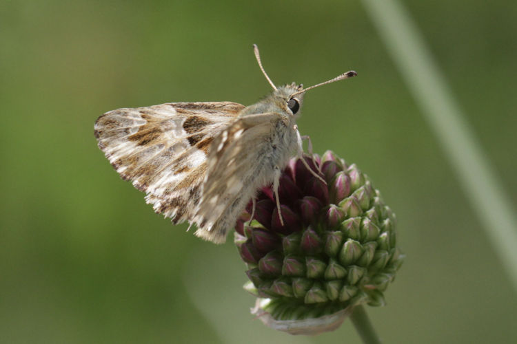 Muschampia lavatherae: Bild 17