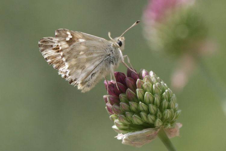 Muschampia lavatherae: Bild 26