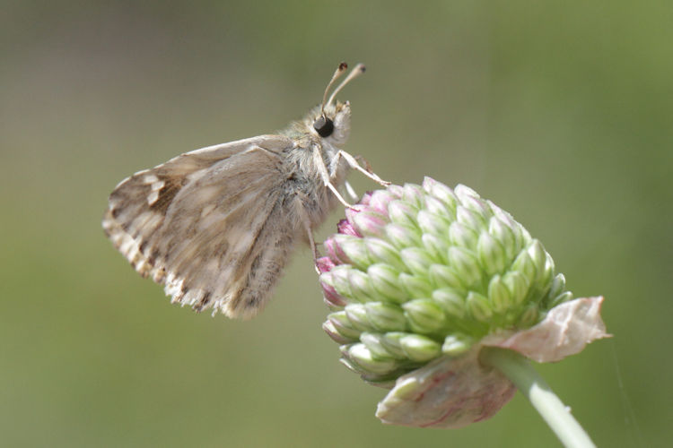 Muschampia lavatherae: Bild 27