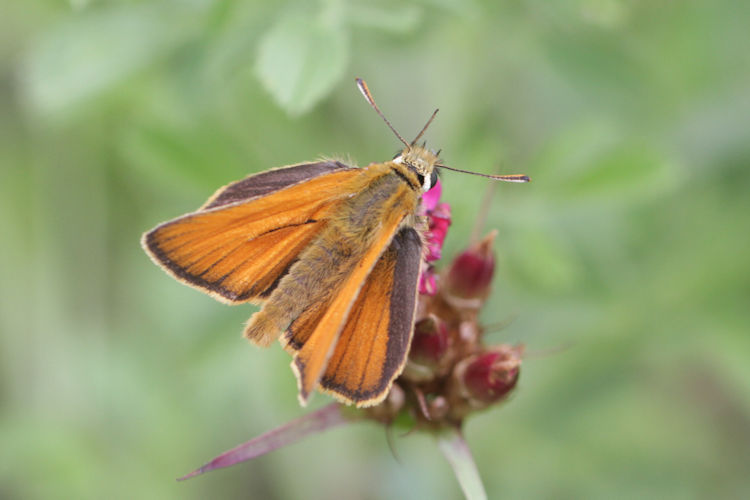 Thymelicus sylvestris: Bild 3