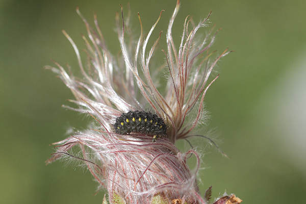 Zygaena exulans: Bild 5