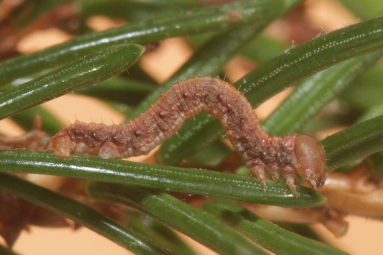 Hylaea fasciaria f. prasinaria: Bild 14