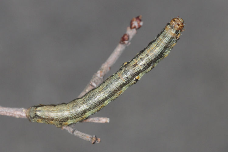 Agriopis bajaria: Bild 50