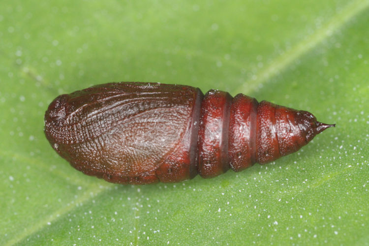 Agriopis bajaria: Bild 77