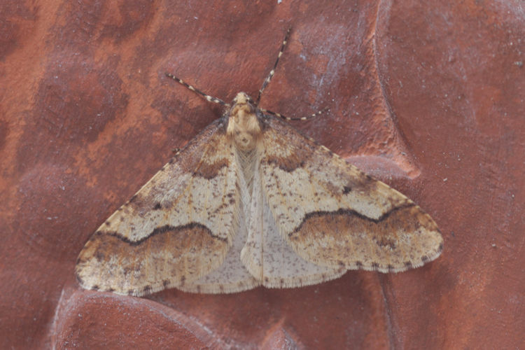 Erannis defoliaria: Bild 4