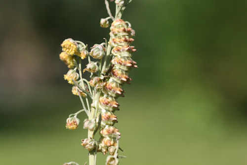 Cucullia cineracea: Bild 2