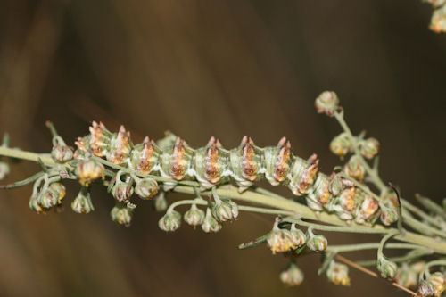 Cucullia cineracea: Bild 3