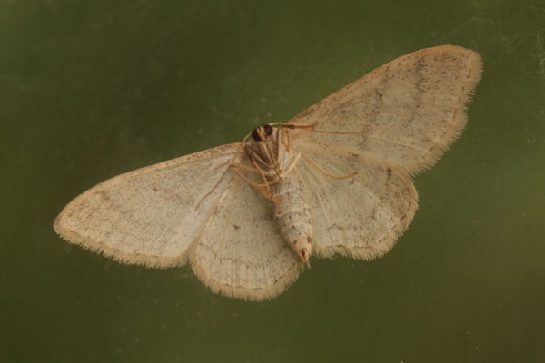 Idaea straminata: Bild 11