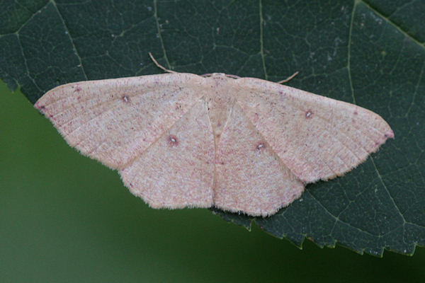 Cyclophora puppillaria: Bild 7