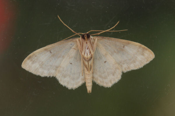 Idaea biselata: Bild 25