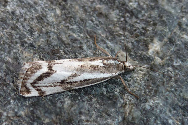 Catoptria luctiferella: Bild 1