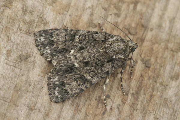 Acronicta rumicis: Bild 13