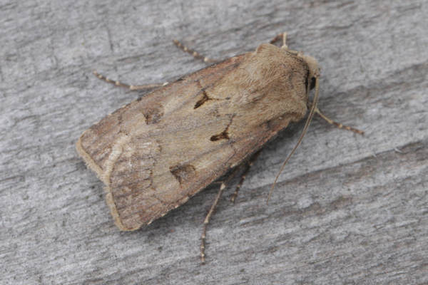 Agrotis exclamationis: Bild 3