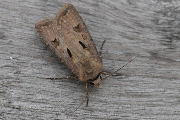 Agrotis exclamationis: Bild 11