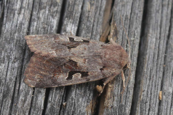 Orthosia gothica: Bild 7