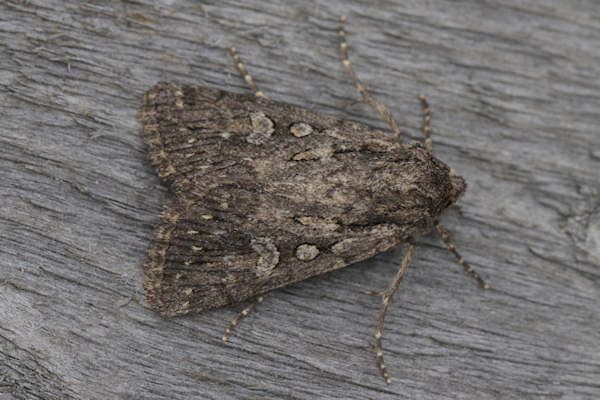 Dichagyris nigrescens: Bild 7