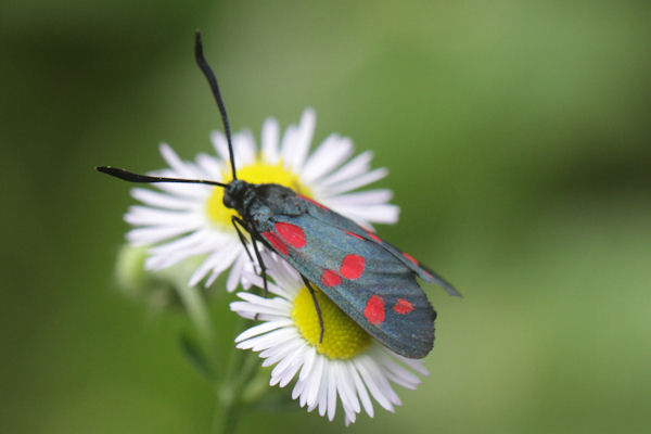 Zygaena filipendulae: Bild 16