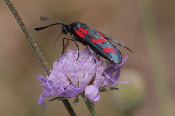 Zygaena filipendulae: Bild 17