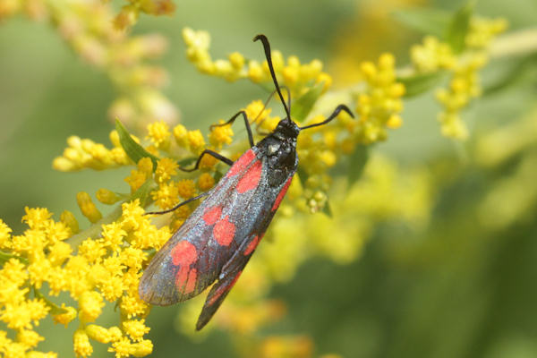 Zygaena filipendulae: Bild 18