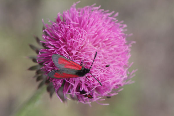 Zygaena purpuralis: Bild 12