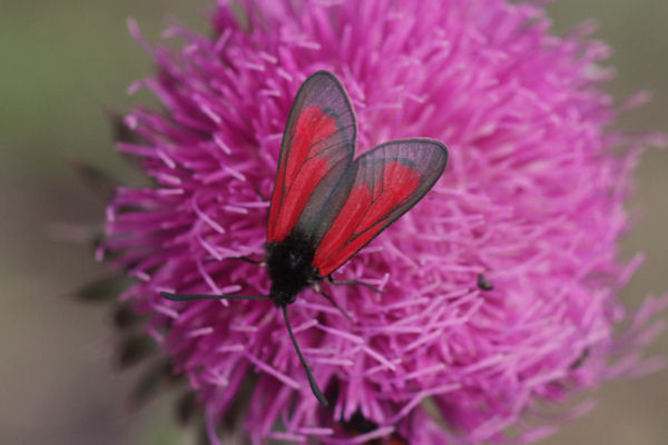 Zygaena purpuralis: Bild 13