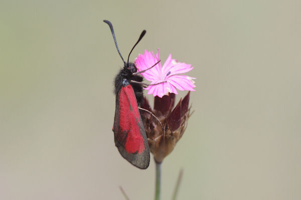 Zygaena purpuralis: Bild 15