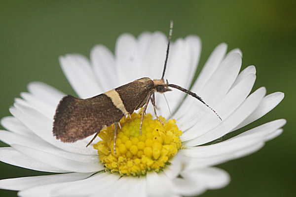 Eidophasia messingiella: Bild 4