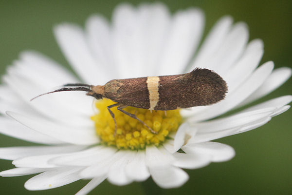 Eidophasia messingiella: Bild 6