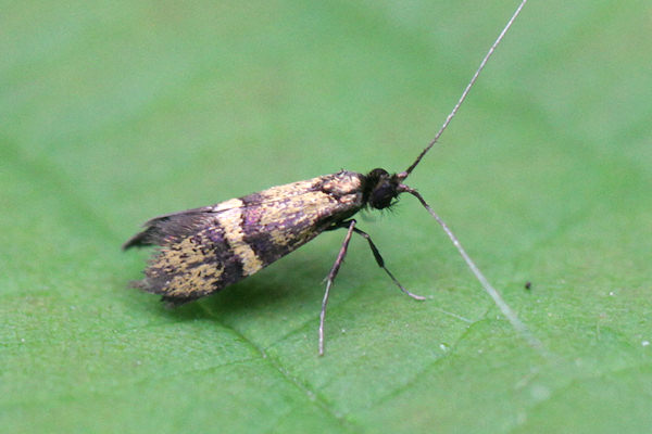 Nemophora associatella: Bild 1