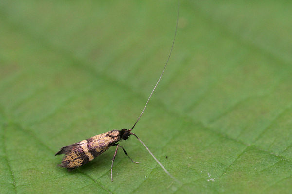 Nemophora associatella: Bild 2