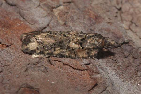 Acleris abietana: Bild 1