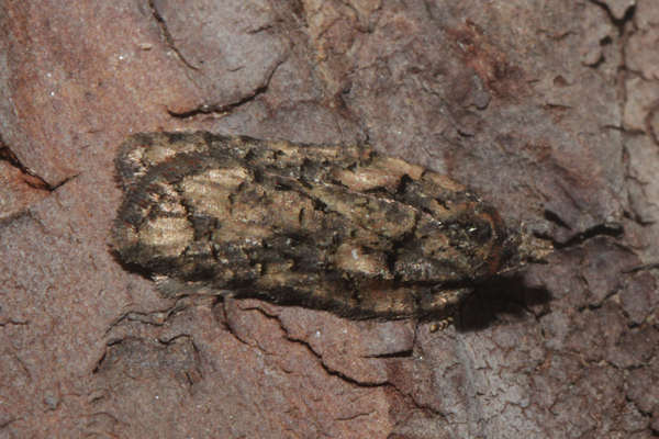 Acleris abietana: Bild 2