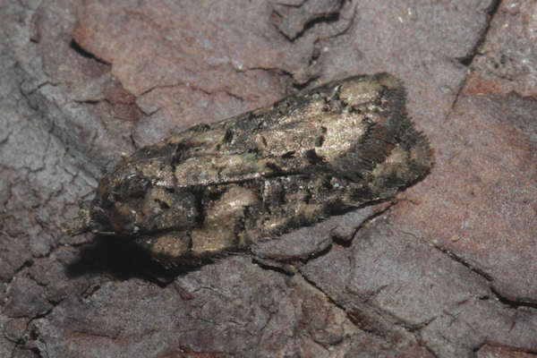 Acleris abietana: Bild 3