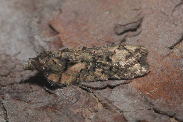 Acleris abietana: Bild 4